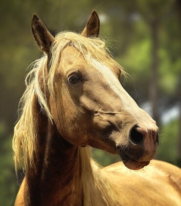 horse-1853122_1920.jpg